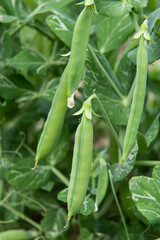 close up of green fresh peas and pea pods. 