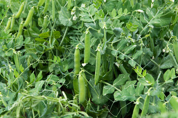 Green peas grow in the vegetable garden. 