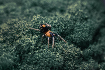 spider tarantula adult cyriocosmus
