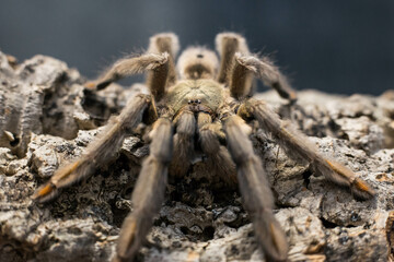 spider tarantula adult psalmopeus cambridgei