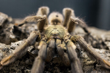 spider tarantula adult psalmopeus cambridgei