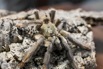 spider tarantula adult psalmopeus cambridgei