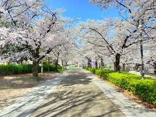 桜