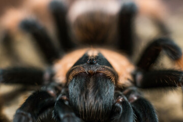 spider tarantula adult brahypelma emilia