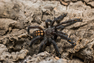 spider tarantula psalmopeus irminia