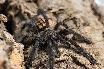 spider tarantula adult psalmopeus irminia