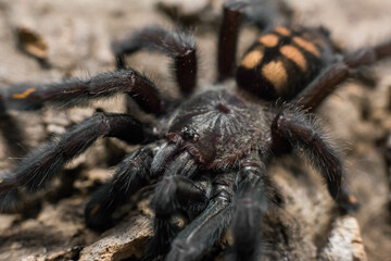 spider tarantula adult psalmopeus irminia