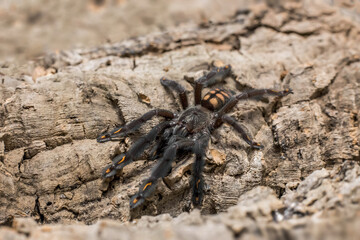 spider tarantula adult psalmopeus irminia