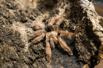spider tarantula adult