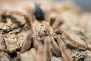 spider tarantula adult  psalmopeus cambridgei