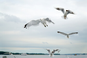 Seagulls fly over the river. Close-up
