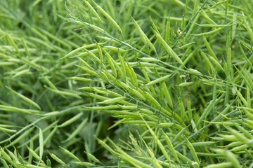 Fototapeta na wymiar Rapeseed seed pods, Stems of rapeseed, Green Rapeseed field