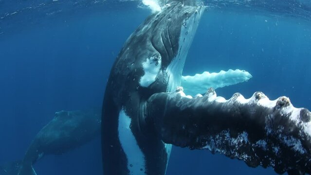 Humpback whales underwater of Pacific Ocean. Giant animal Megaptera Novaeangliae in Tonga Polynesia. Concept of family idyll of whales giant sea animals and underwater megafauna.
