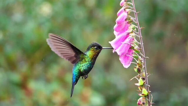 a 7.5x slow motion clip of a fiery-throated hummingbird feeding on a foxglove flower during a rain shower at a garden of costa rica