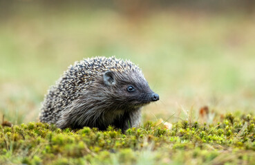 Cute hedgehog in the forest