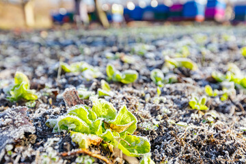 Young green salad grows in the garden covered with frost