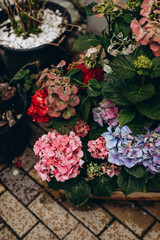 Fototapeta na wymiar colorful hydrangea flowers in a wooden box outdoors. blue, red and pink hydrangea close up top view. hydrangea flowers decorate the street near the house.