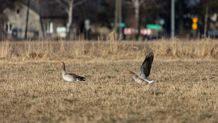 Greylag geese soar over fields on a sunny spring afternoon. Natural lighting conditions, contrasting light.
