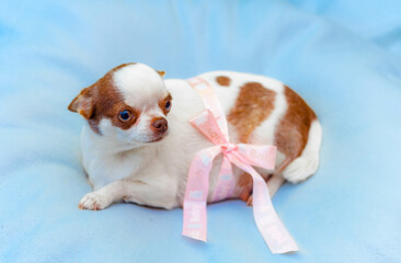 pregnant chihuahua expecting a baby