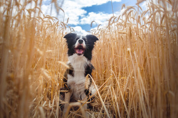 happy border collie is having fun outside
