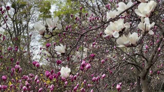 White  magnolia flowers and pink purple tulip tree flowers in spring garden.