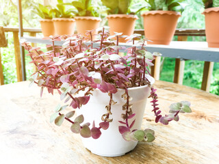 Callisia Repens white pot on wooden table with blurred houseplants background, soft and selective focus.