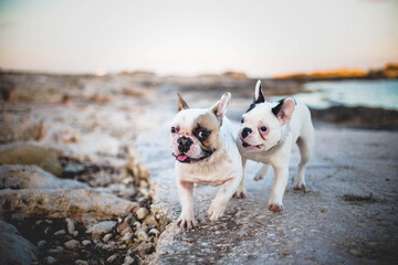funny dogs spend time at the seaside