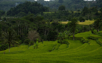 Beautiful landscape of rice fields in Sidemen valley, Bali, Indonesia