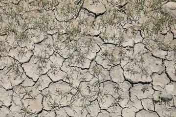 sequía suelo seco agrietado falta de agua textura desertización plantas verdes almería españa ...