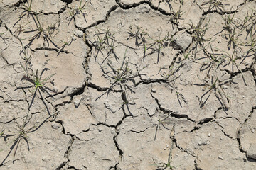 sequía suelo seco agrietado falta de agua textura desertización plantas verdes almería españa ...