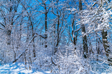 Germany, white snow covered branches of trees in a forest in winter wonderland landscape scene with blue sky and sun behind