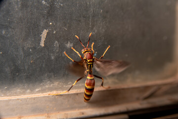 Wasp Clinging on to a Dirty Window Yellow Brown