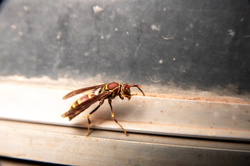 Yellow Brown Wasp Cleaning Its Antenna