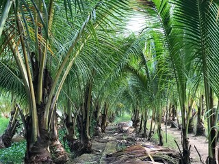 tropical palm leaf background, closeup coconut palm trees