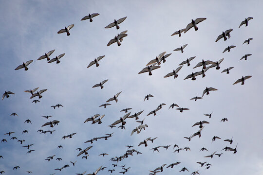 flock of speed racing pigeon flying against blue cloudy sky