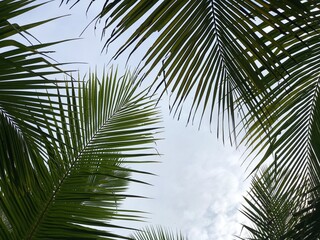 Fototapeta na wymiar tropical palm leaf background, closeup coconut palm trees perspective view