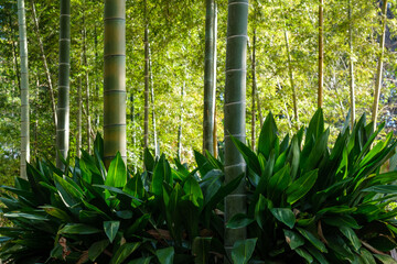 竹林と笹の葉