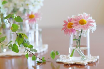 春のピンクの花の マーガレット インテリア イメージ画像