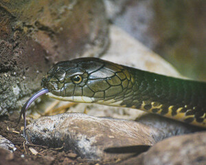 The king cobra, Ophiophagus hannah is a venomous snake species 