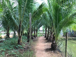 Obraz premium tropical palm leaf background, closeup coconut palm trees