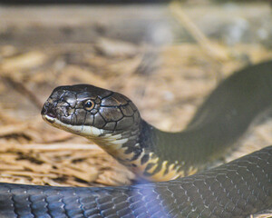 The king cobra, Ophiophagus hannah is a venomous snake species 