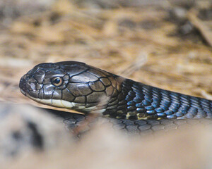 Close up of The king cobra, Ophiophagus hannah is a venomous snake species 