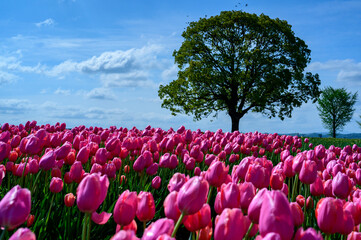 河川敷のチューリップ畑