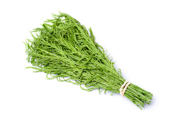 Climbing Wattle (Acacia leaf) isolated on white background.
