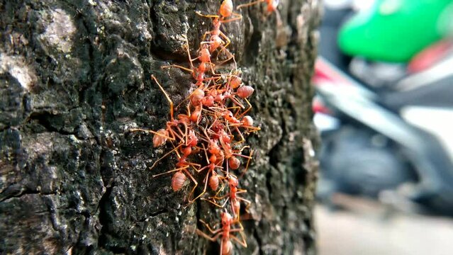 Closeup Weaver ants on tree bark .Oecophylla macro video 4k