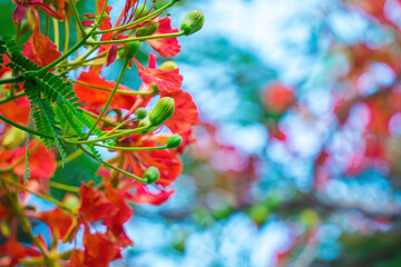Summer Poinciana phoenix is a flowering plant species live in the tropics or subtropics. Red Flame...