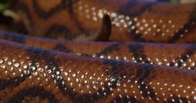 A close up following shot of a fly walking along the back of a large rainbow boa snake