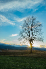 Obraz premium tree in the field