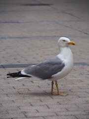 Oviedo, capital de Asturias, con su bonito casco antiguo. España.