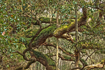 Angel Oak Tree in Johns Island, South Carolina